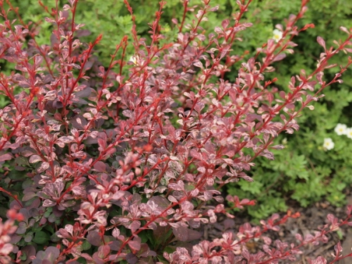 Berberis thunbergii 'Pink Queen'